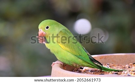 color and beauty of Yellow-chevroned Parakeet or Brotogeris chiriri in the Brazilian Cerrado