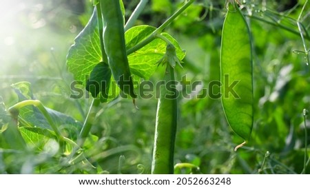 Growing peas in a pea field in agriculture.
