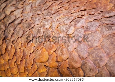 Scales of a dead manis javanica. manis pentadactyla. Royalty-Free Stock Photo #2052670934