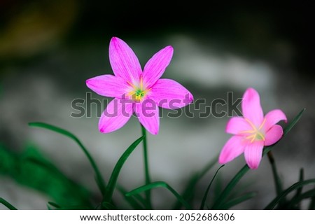 beautiful purple rain lily flower (Zephyranthes rosea)