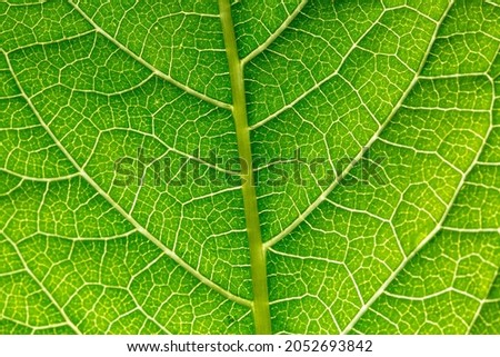 green macro leaf,Green leaves background. Leaf texture,background texture green leaf structure macro photography Royalty-Free Stock Photo #2052693842