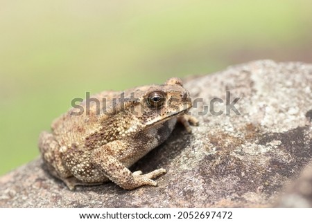 Indan Toad, Duttaphrynus melanostictus, Saswad, Pune District, Maharashtra, India