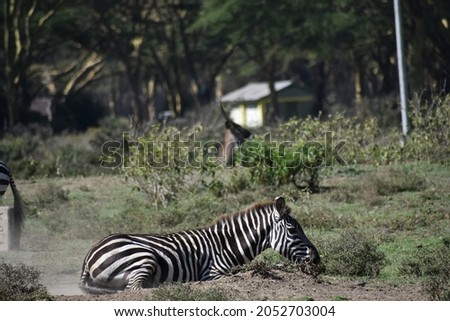 The Zebras of East Africa