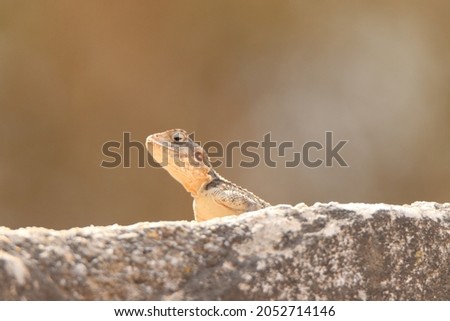 Large lizards on the large rocks