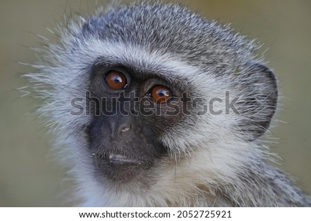 velvet monkey portrait in kruger national park