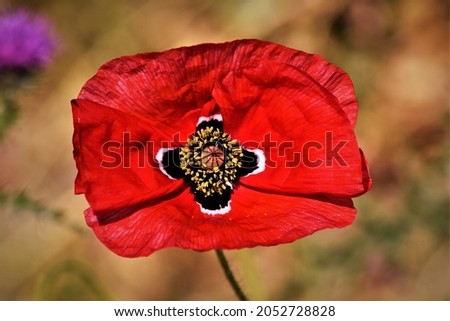 macro close up picture with bright red blooming poppy on a summers day