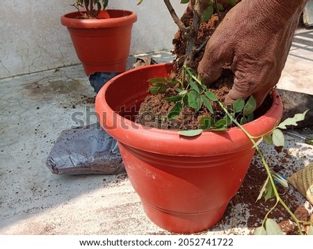 planting plant by male person hands for multipurpose use