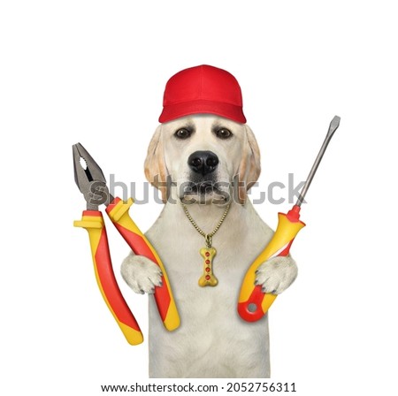 A dog husky repairer in a red cap holds a plier and a screwdriver. White background. Isolated.