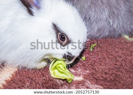 Domestic white baby Jersey Wooly rabbit eating and sleeping, Cape Town, South Africa