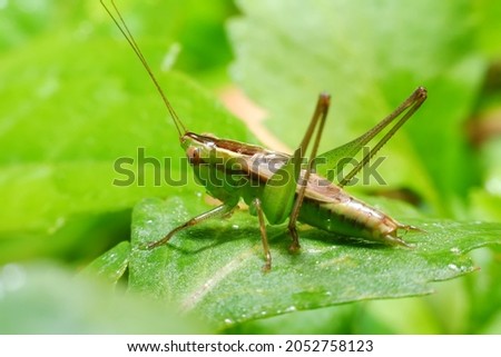 Macro photos of grasshoppers, close up macro photos of young grasshoppers, suitable for animal lovers, the animal world. natural grasshopper
