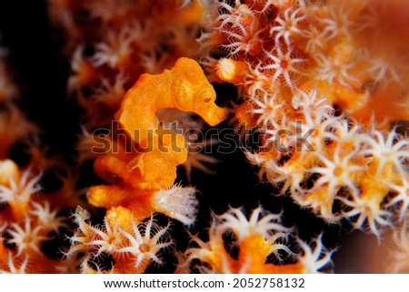 pigmy sea horse denise underwater macro photography Royalty-Free Stock Photo #2052758132