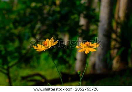 Yellow cosmos flowers in a flower garden on the mountain