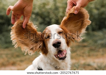 Portrait of a spaniel dog with large funny floppy ears, outdoors scene Royalty-Free Stock Photo #2052767675