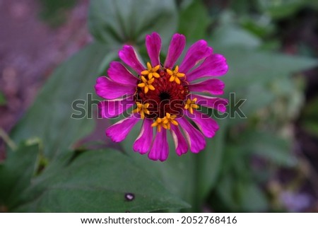 Pink zinnia flower in garden for background