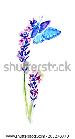 Summer lavender flowers and butterflies isolated on white, watercolor