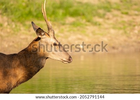 A one year old red deer standing in a pond in a forest during rutting season at a cloudy day in autumn.