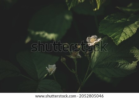 white flower of forest wild blackberry. Close up macro picture of blossom and green natural blurry background. Nice flower shadow on green leave	