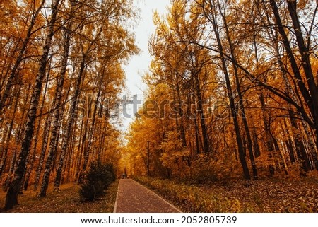 Beautiful romantic alley in a park with colorful trees, autumn landscape. Collection of Beautiful Colorful Autumn Leaves: green, yellow, orange, red