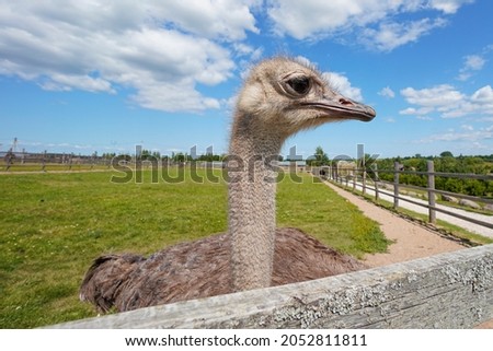 These are an ostrich on an ostrich farm. They are funny animals with long eyelashes and expressive eyes. Can be used for websites, brochures, posters, printing and design.