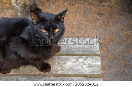 a sick stray cat. a mongrel animal. advertising picture. a beautiful cat.