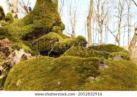 Trunk and stone covered with a green moss. High quality photo Royalty-Free Stock Photo #2052832916