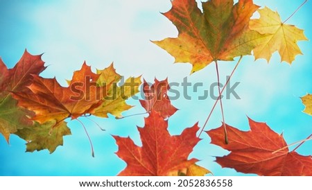 Falling autumn maple leaves isolated on white blue background.