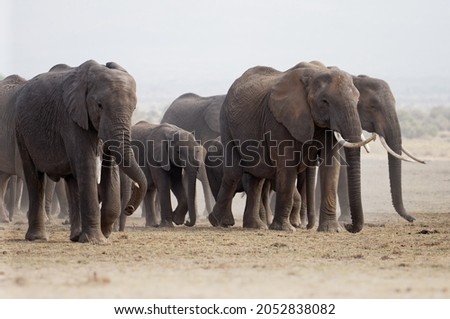 African Bush Elephant - Loxodonta africana big herd of elephants with cubs walking in dusty dry savannah, contrast near to black and white picture, Kenya Africa.