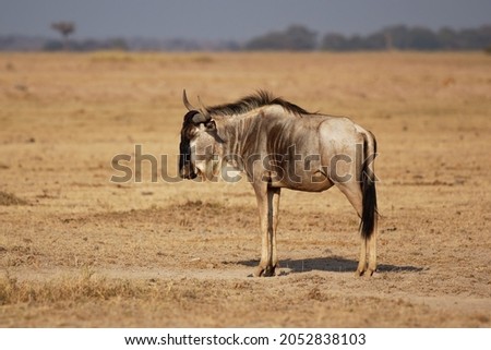 Eastern White-bearded Wildebeest - Connochaetes taurinus albojubatus also brindled gnu, antelope in Eastern and Southern Africa, belongs to Bovidae with antelopes, cattle, goats, sheep, ungulates.  Royalty-Free Stock Photo #2052838103