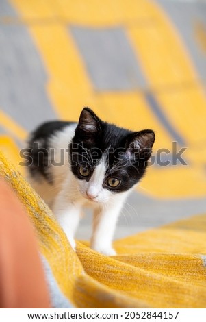 black and white color kitten play on the yellow cloth at home 