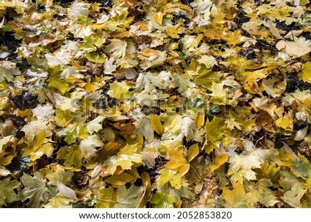 Wet maple leaves in autumn in an autumn park
