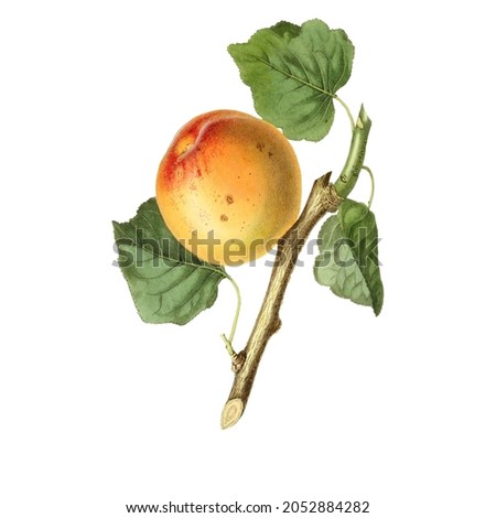 Roman apricot, Prunus armeniaca, old and worst variety.  from a botanical illustration by Augusta Withers from John Lindley's "Pomological Magazine," James Ridgway, London, 1828. Royalty-Free Stock Photo #2052884282