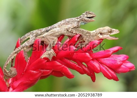 A Kuhl's flying gecko resting with a flying dragon (Draco volans). This reptile has the scientific name Ptychozoon kuhli. 