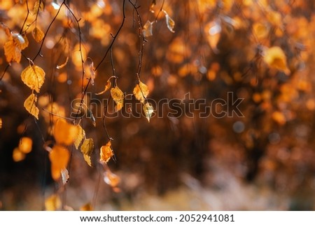 Bright autumn background. Hanging birch branch. Soft natural wallpaper. Orange leaves on blurred background