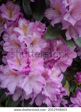 Close up view of Rhododendron ponticum in bloom.