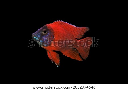 Red Malawi cichlid on isolated black background. Aulonocara is an African cichlids in Cichlidae family. It is freshwater ornamental fish endemic to Lake Malawi. 