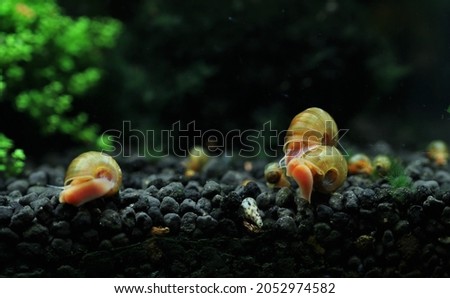 Red Ramshorn Snail (apple snail) walking in freshwater fish tank decorated with aquatic plants. Ram's horn snail is actually an aquatic gastropod mollusk in the aquarium hobby for eating algae.