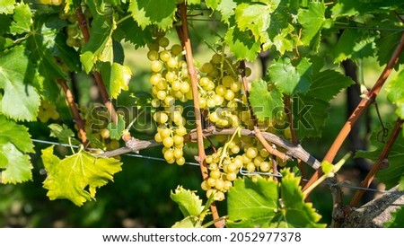 Bunches of white grapes in the Italian vineyards