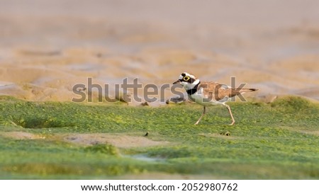 A bright and beautiful picture of a Little ringed plover (Charadrius dubius). Chupi Char, Purbasthali, Bardhaman, West Bengal, India  