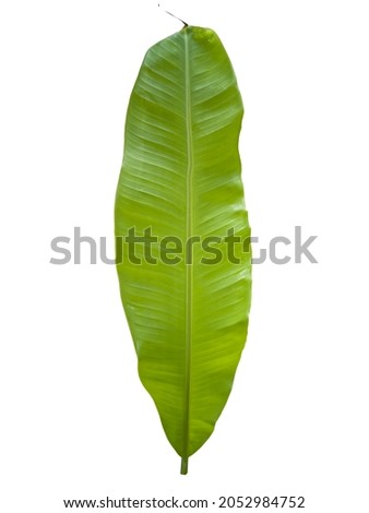 Green banana leaf, nature from the garden or in the forest. Center of the picture, isolated, white background, Thailand.