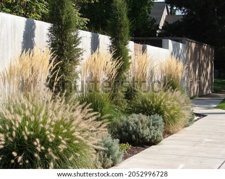 ornamental grasses in a xeriscape garden, Karl Foerster Grass, Pennisetum, shrubs Royalty-Free Stock Photo #2052996728