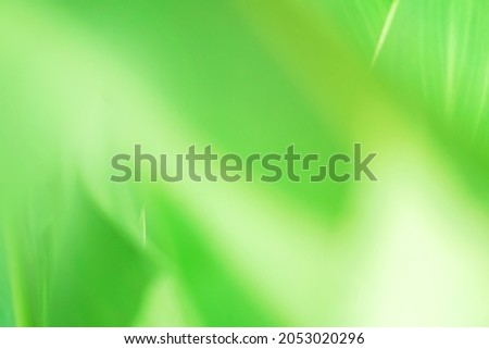 Beautiful nature view of green leaf on blurred greenery. Natural green leaves background, fresh wallpaper concept, among green leaves and other blossom blur background for text.- image
