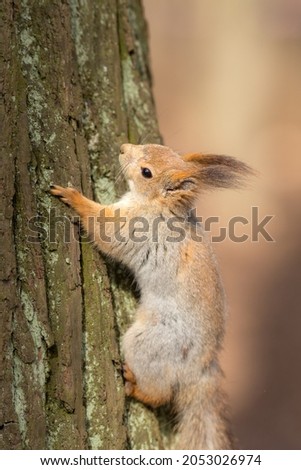 portrait of a squirrel on a tree trunk