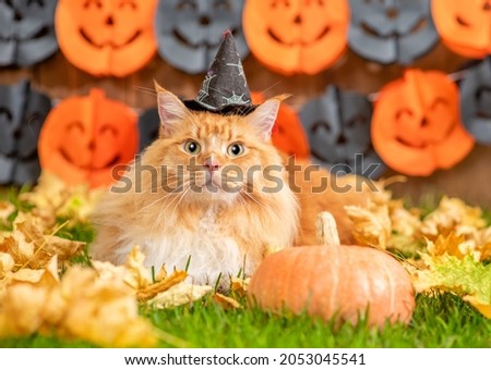 Adult maine coon cat wearing witch halloween hat  lying on autumn grass with pumpkin