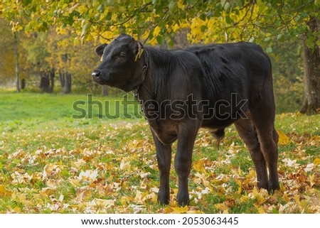 Bull calf grazing in autumn time.