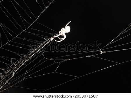 black and white monochrome image of a ferocious evil spider on a delicate thread cobweb
