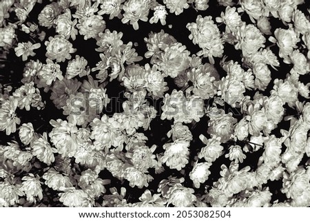 Chrysanthemum surface. Wallpaper. Black and white photo. High quality photo