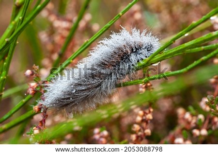 Hairy caterpillar with dewdrops in the early morning, drying on a blade of grass