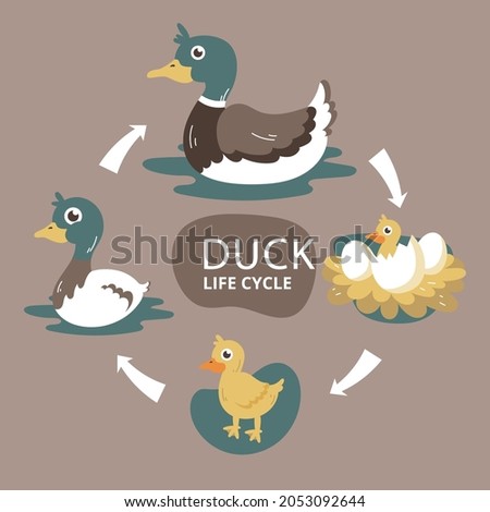 Hand drawn duck life cycle Vector illustration.