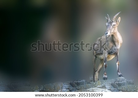 Mountain goat on top of some rocks
