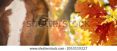 Horse head detail, close up against the background of autumn leaves. Colorful autumn banner. Beautiful expressive eye